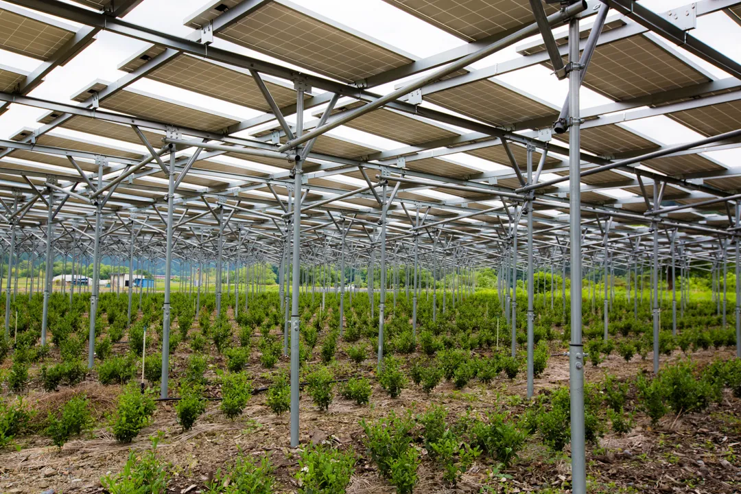 Kiwami Super Ceremonial Matcha - 100g