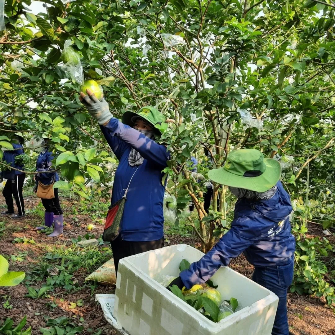 Ohfresh Juice Guava 500 Ml (24pk)
