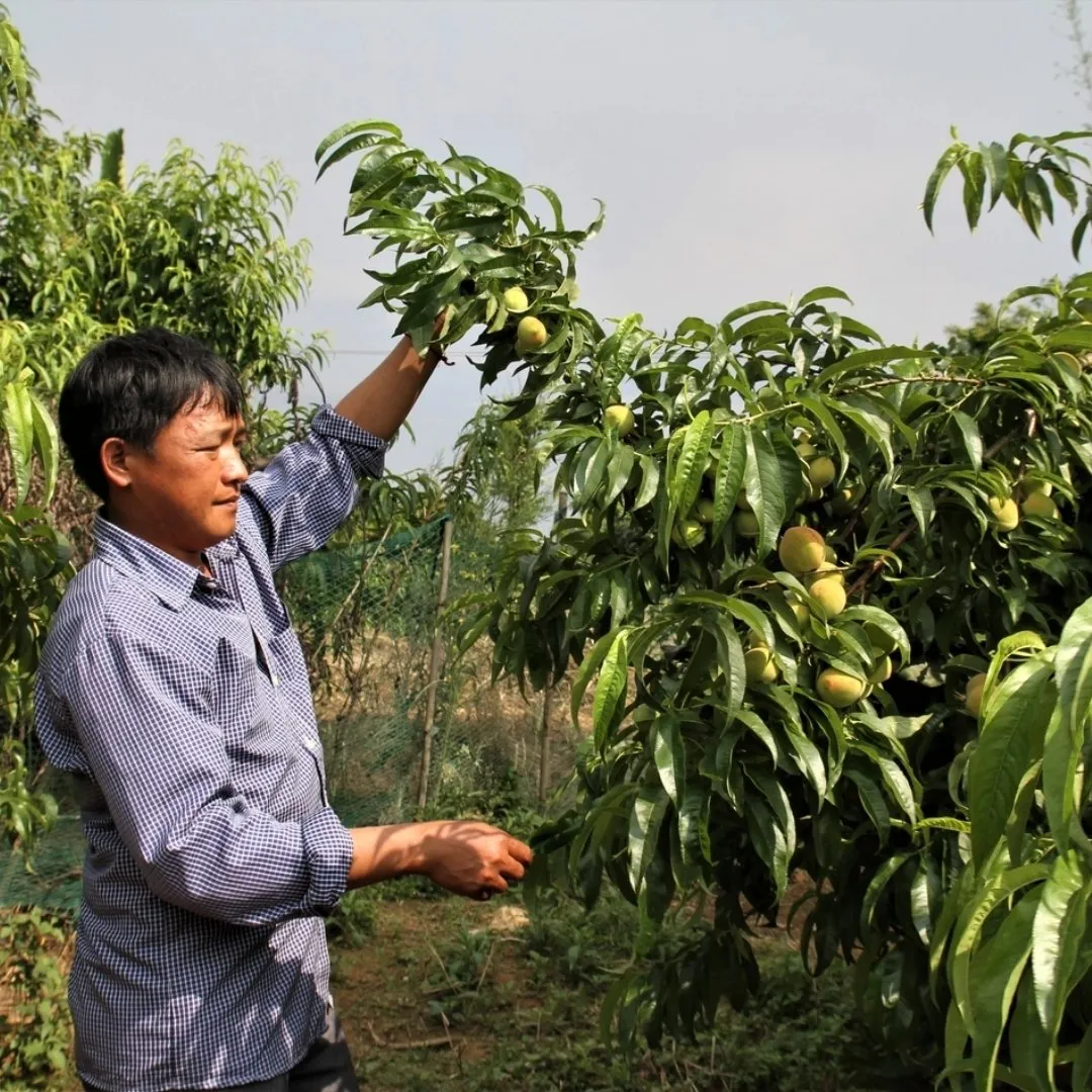 Ohfresh Juice Peach 500 Ml (24pk)