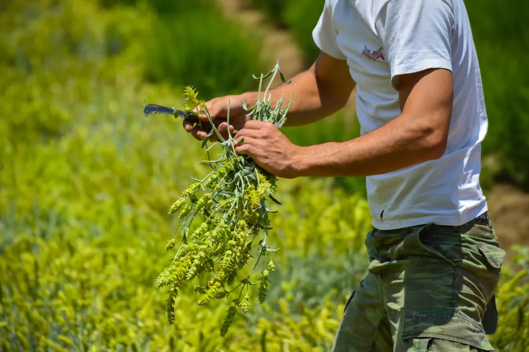 Organic Sage from Greece, 40g (whole leaf) - by Geusi Vounou