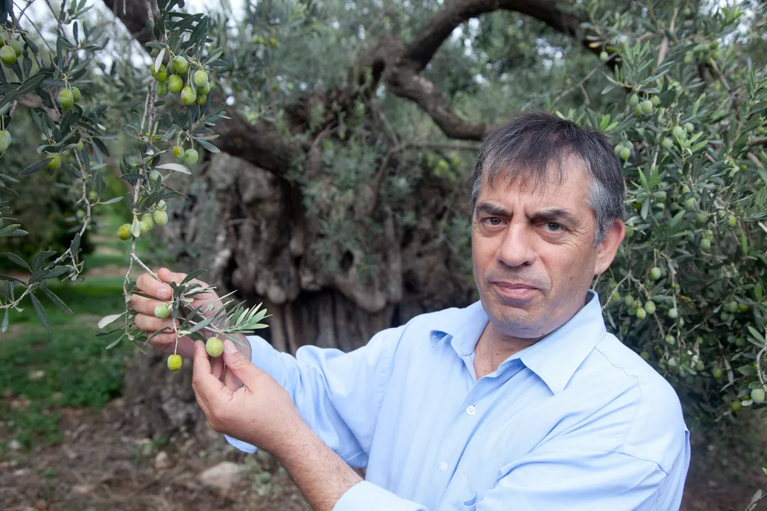 Hermes Dimarakis Estate Green Olive Spread