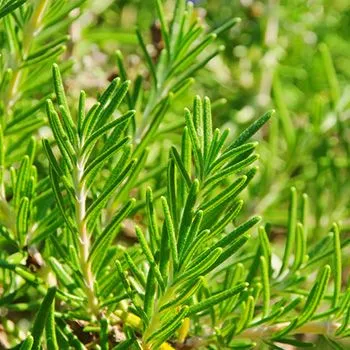 Dried Rosemary imported from Greece, 80g - by Geusi Vounou