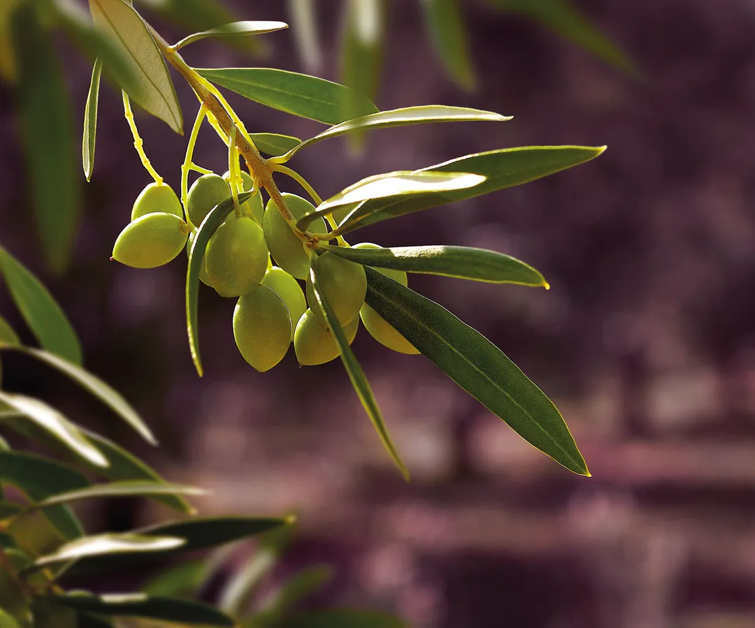 Hermes Dimarakis Estate Green Olive Spread