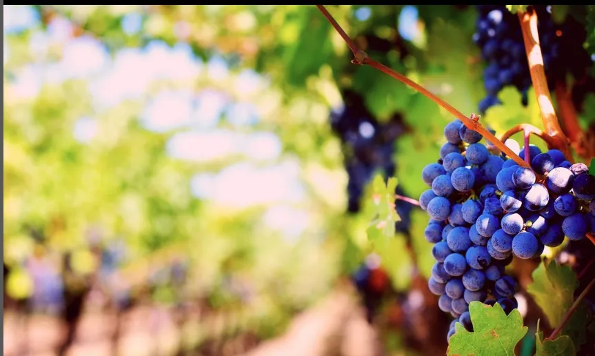 Oleosophia Petimezi (Grape Syrup) - 250ml