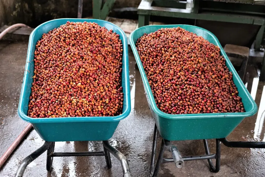 COSTA RICA, AQUIARES RED HONEY (310g) - Ground Coffee