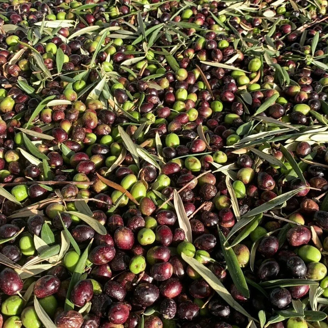 Saloio Extra Virgin Olive Oil