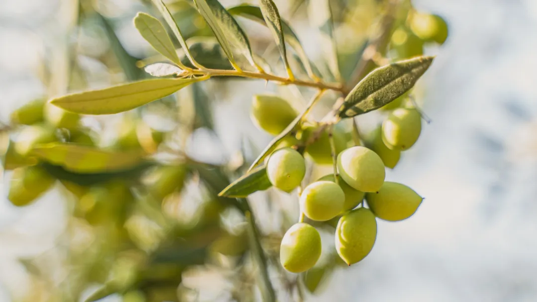 Primis Early Harvest EVOO Messenia, Greece