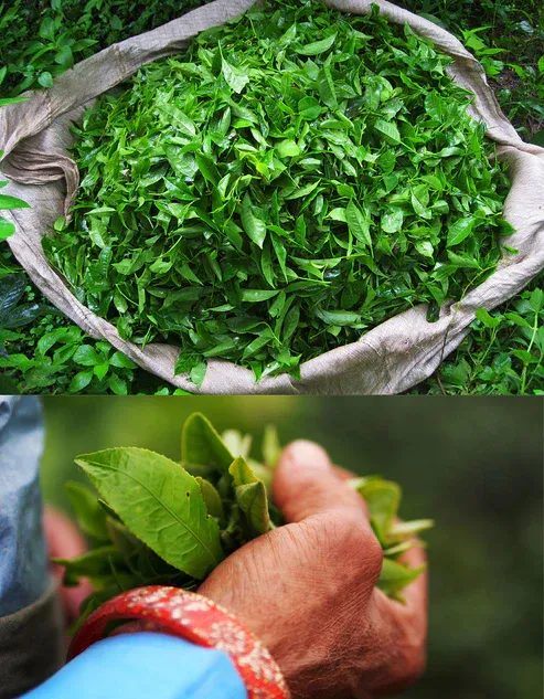 Darjeeling Oolong Tea, Certified Organic - 4 oz