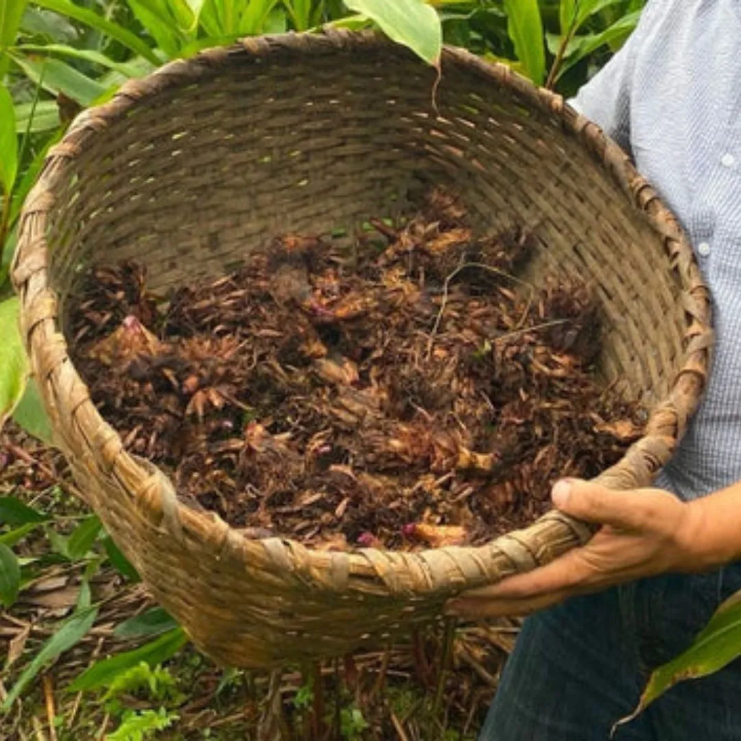 Black Cardamom Whole Pods, Certified Organic