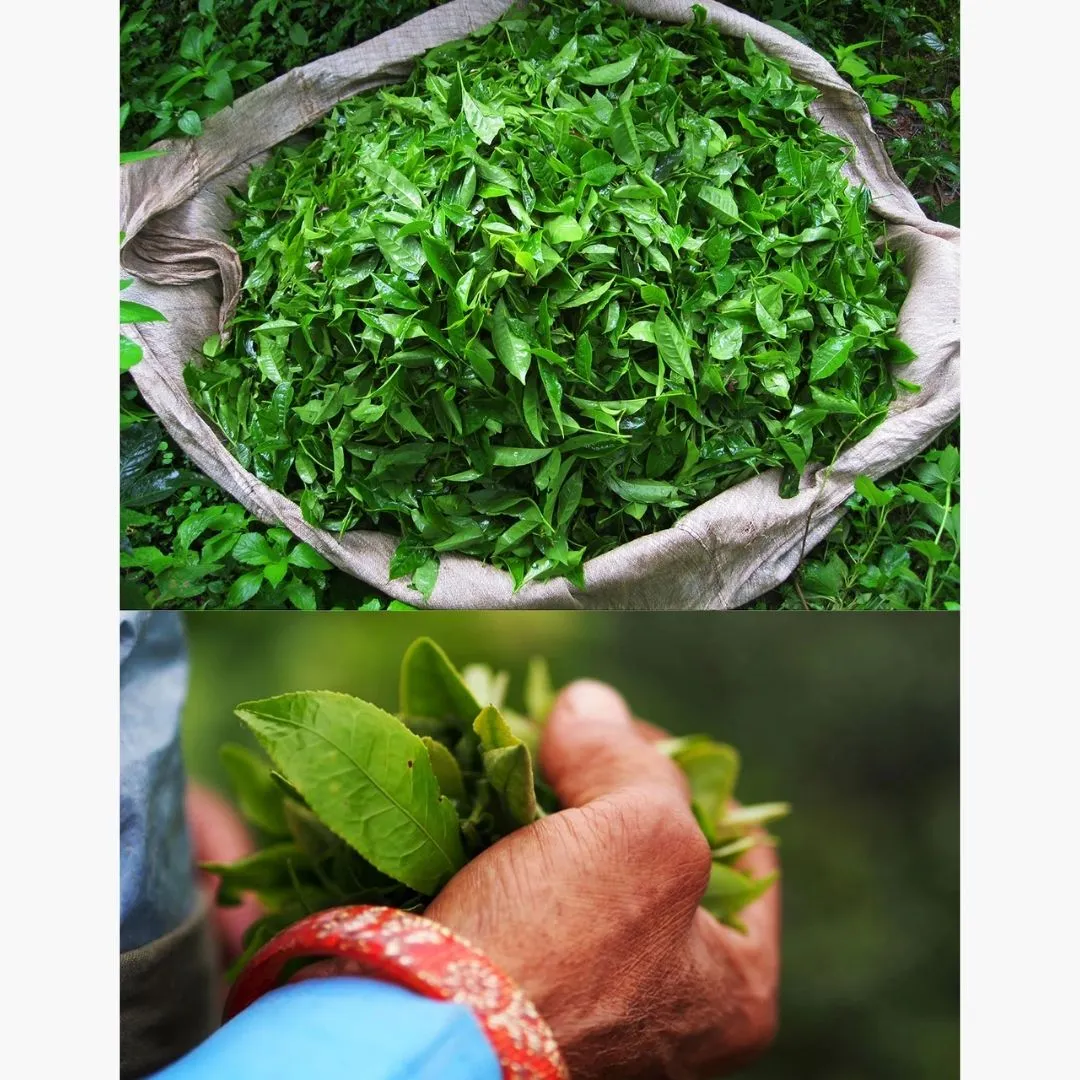 Darjeeling Black Tea, Certified Organic - 4 oz