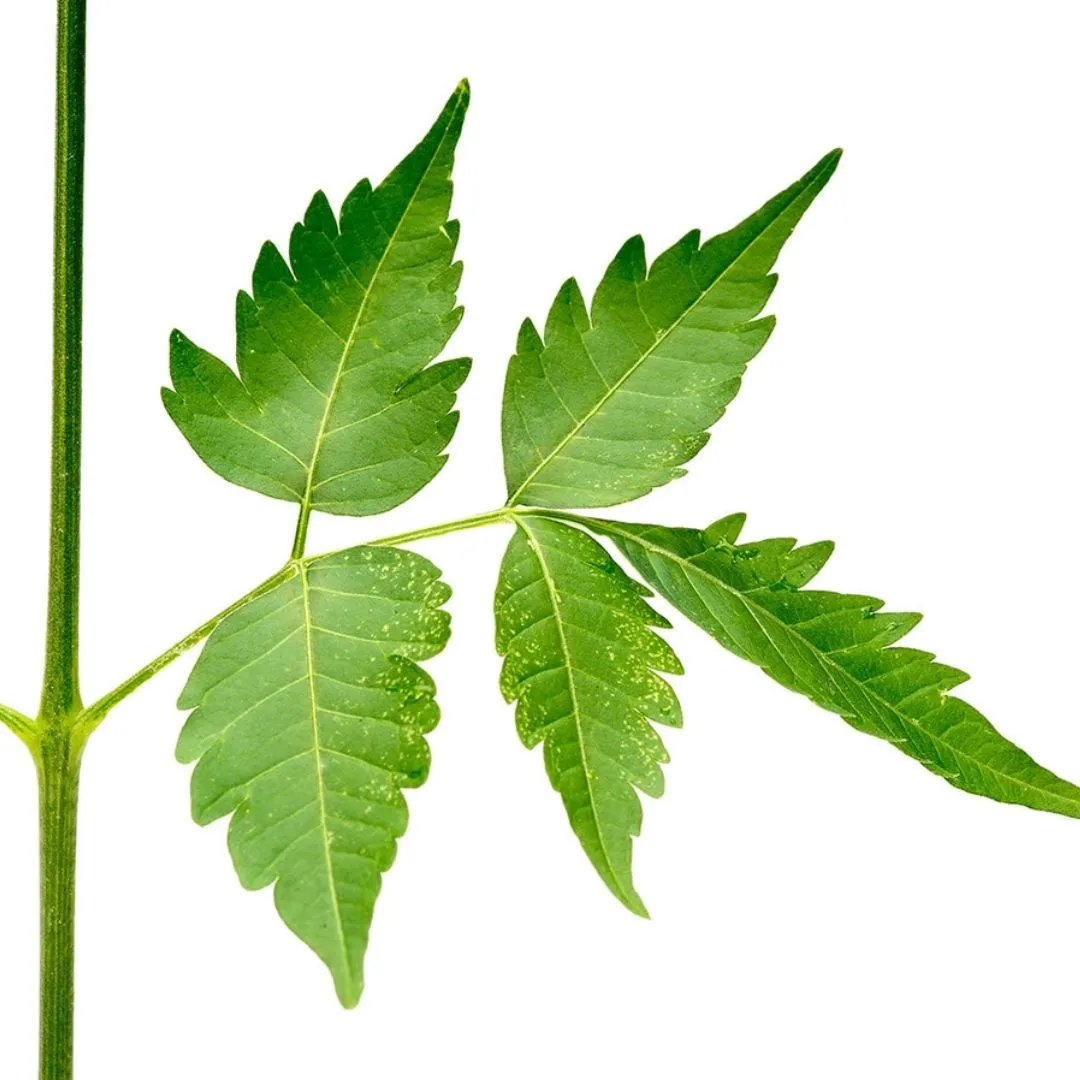 Neem Leaf Powder, Certified Organic - 8 oz