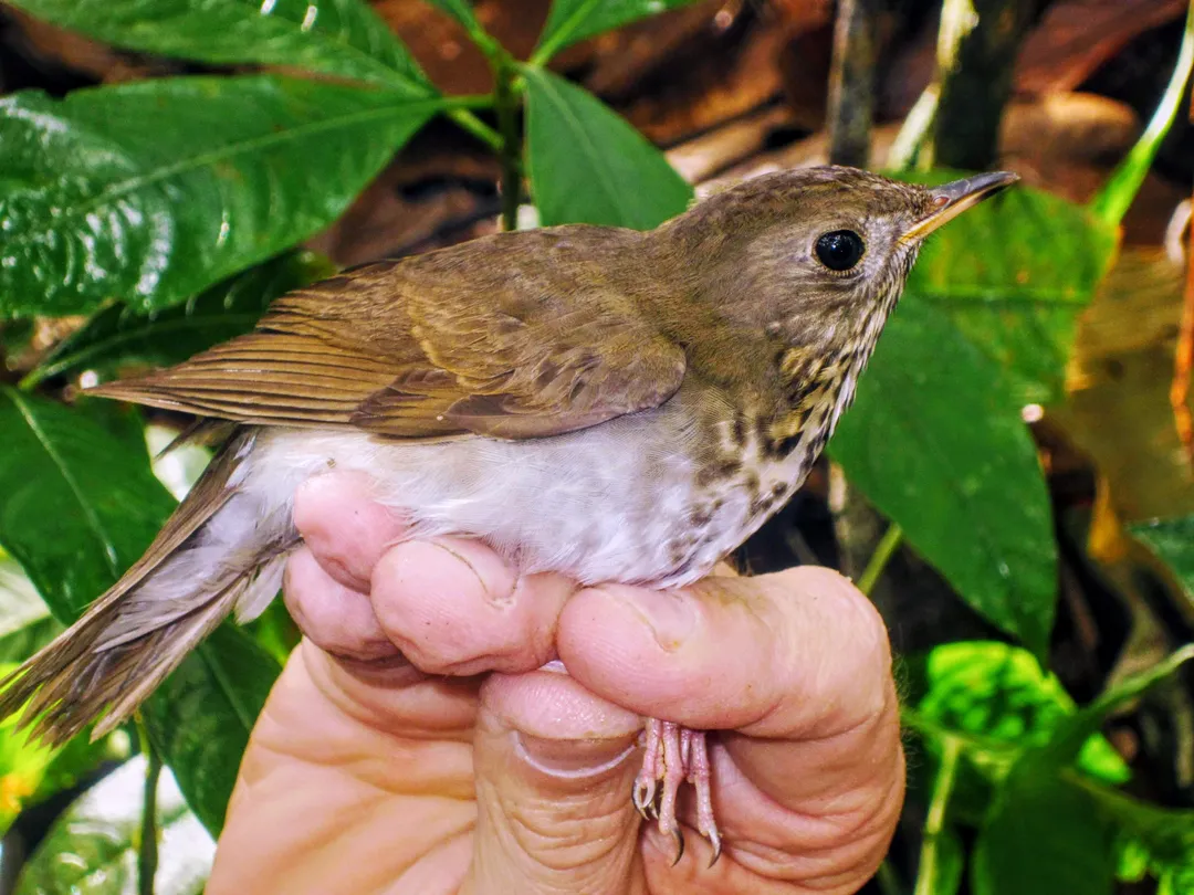 Amaranth Vanilla Chocolate Bar - Certified Bird Friendly - Limited Edition