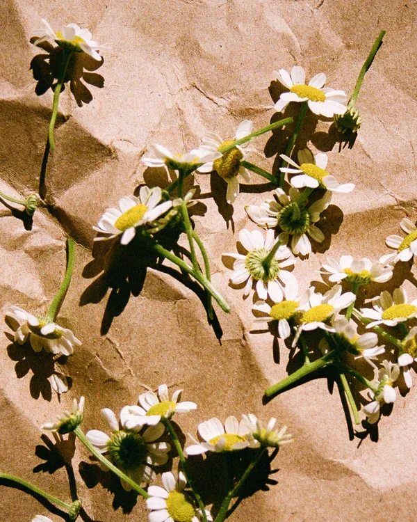 Chamomile Tea (Case of 12)