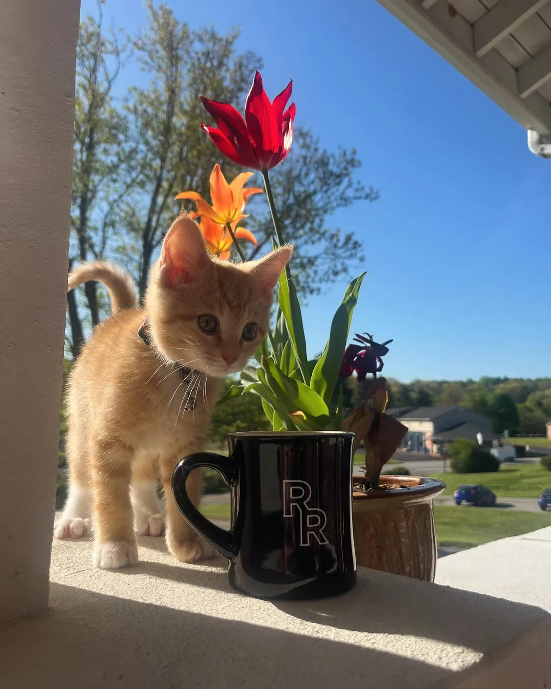 Decaf Ethiopia Sidamo Natural Light Roast Coffee Beans