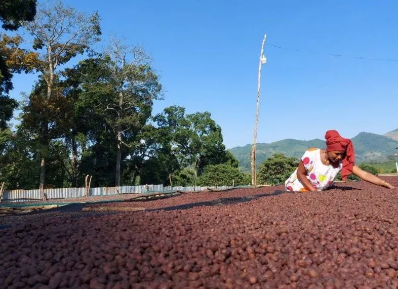 Ethiopia Worka Sakaro Anaerobic Natural Light Roast Coffee