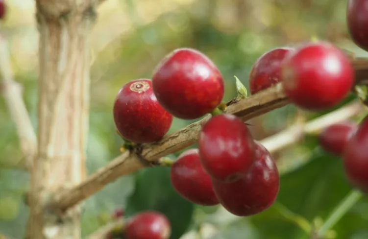 Organic Decaf Funky Chicken - Coffee Beans