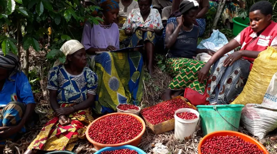 Rwanda Agaseke Washed Light Roast Coffee Beans