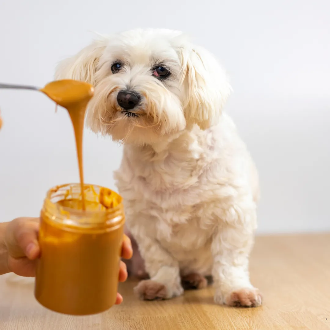 Bone Broth Peanut Butter for Dogs – 9oz Jar