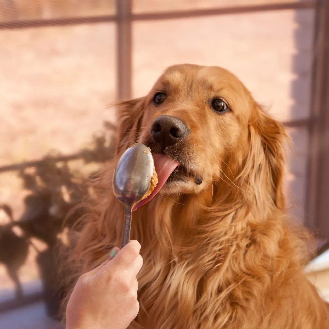 Bow Wow Peanut Butter – Dog-Friendly Treat