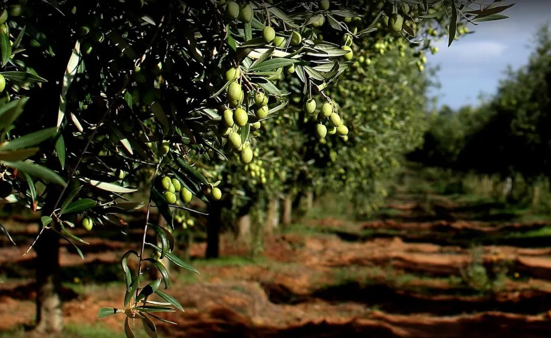 Accademia Olearia DOP Organic Sardinian EVOO