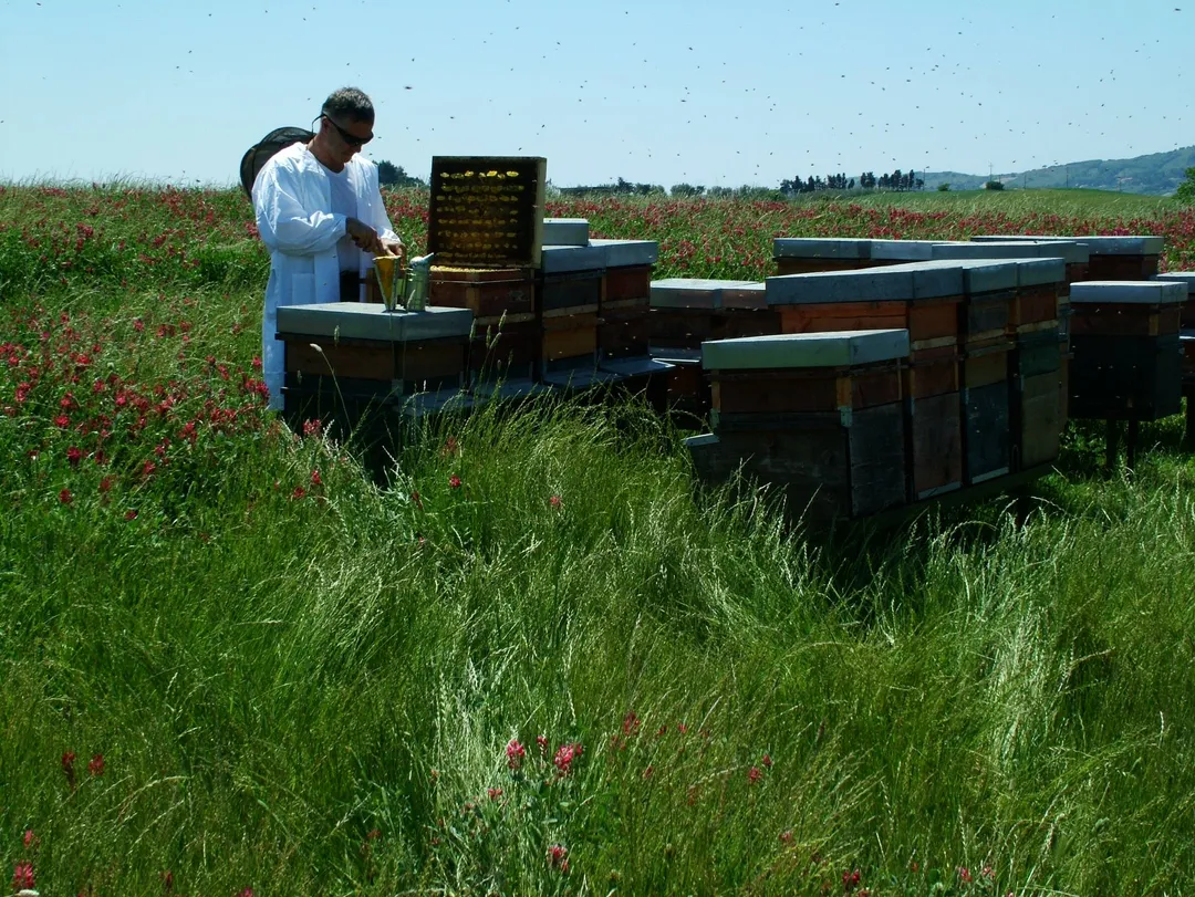 Dr. Pescia Acacia Honey