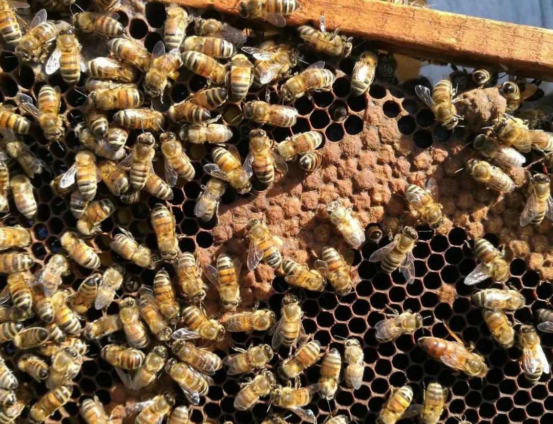 Dr Pescia Coriander Blossom Honey