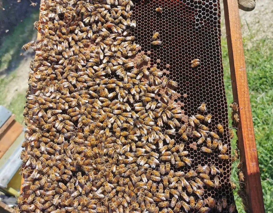 Dr Pescia Sulla Honey - Tuscan Lupine Flower Honey