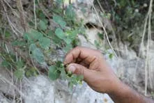 Marino Wild Harvested Salted Capers