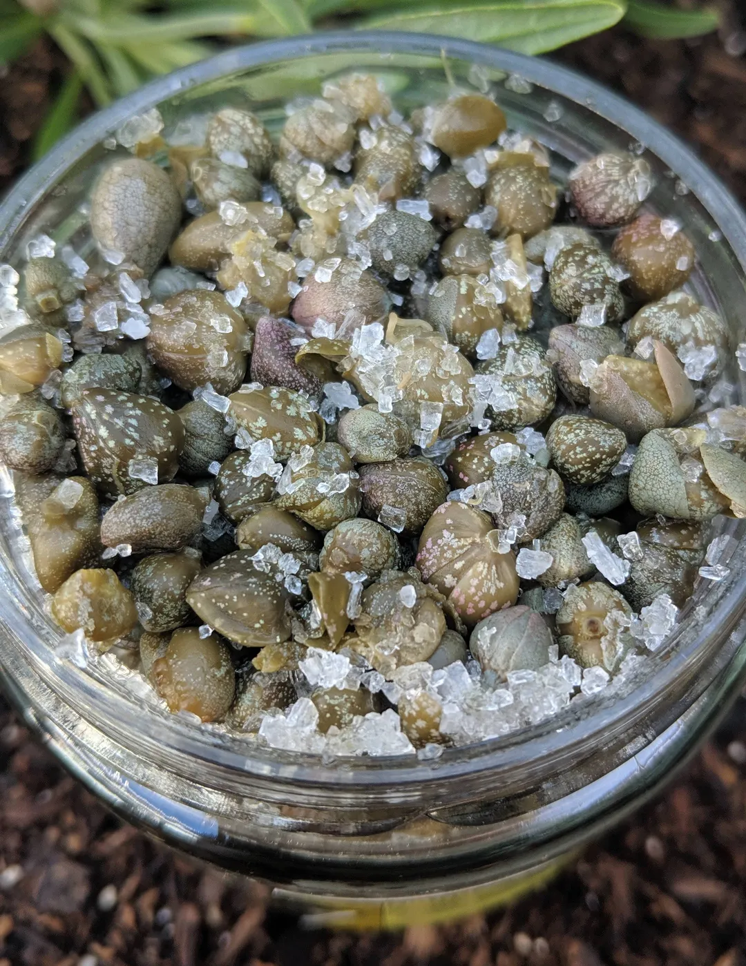 Marino Wild Harvested Salted Capers