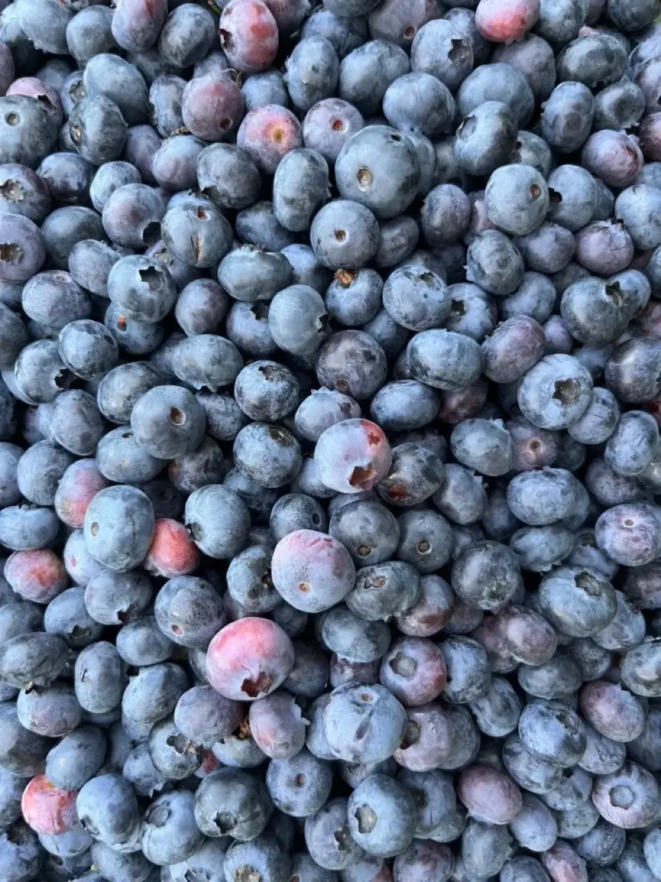 Blueberry + Lemon Infused Maple Syrup (250ml)