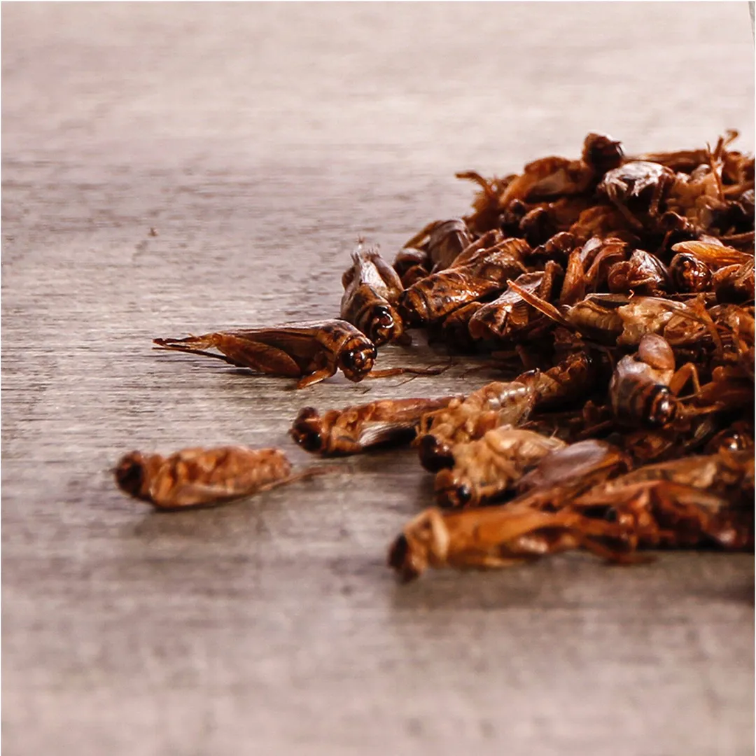 Specialty Topping: Roasted Crickets