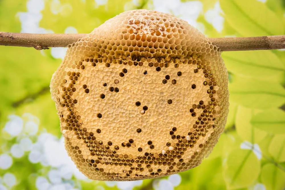 Easter 2 oz. 100% Raw Wildflower Honey Bear
