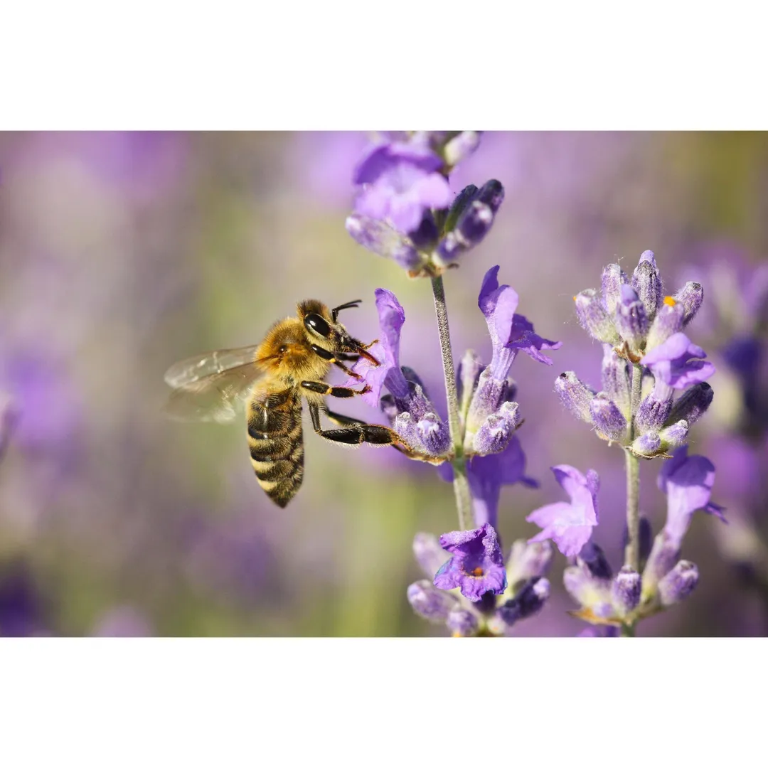 Lavender Infused Honey