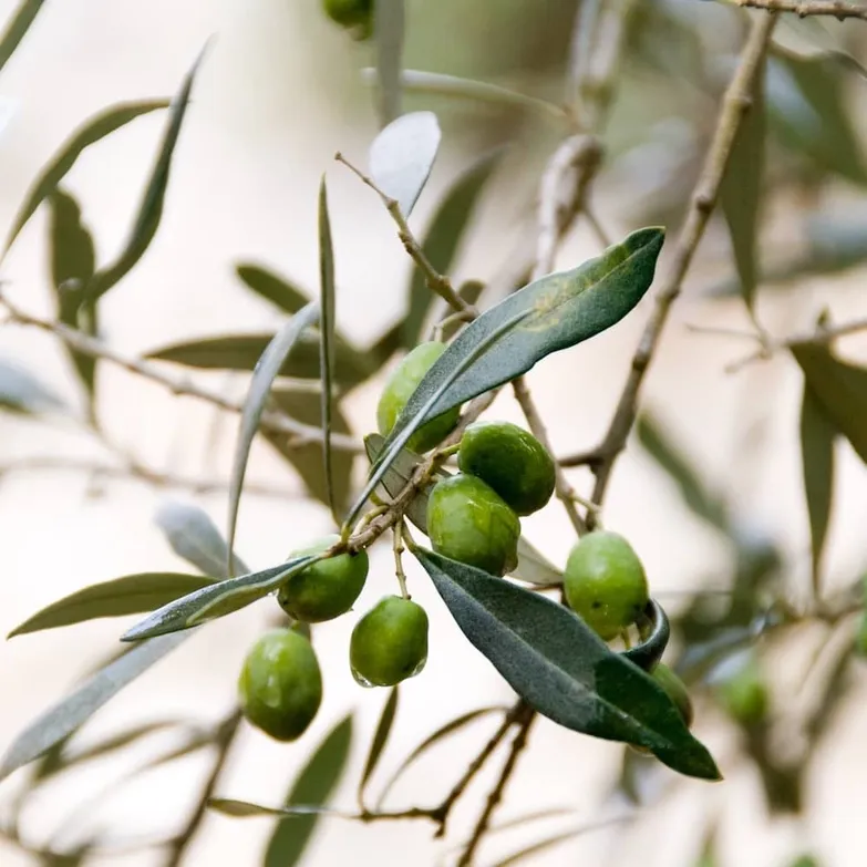 25.4 oz Pure Sonoma Olive Juice
