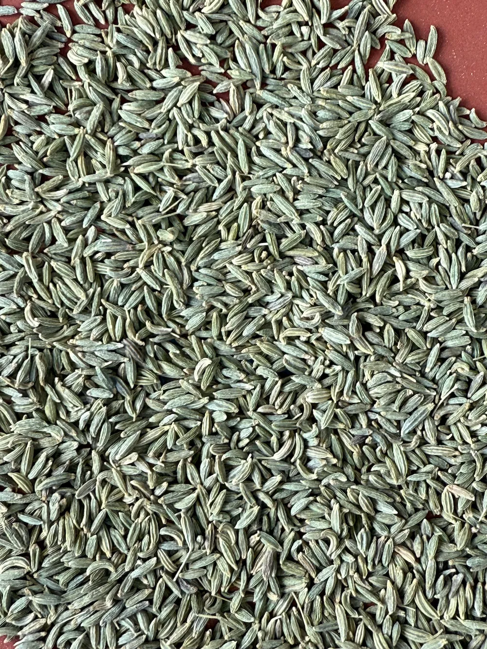 Single Origin Fennel