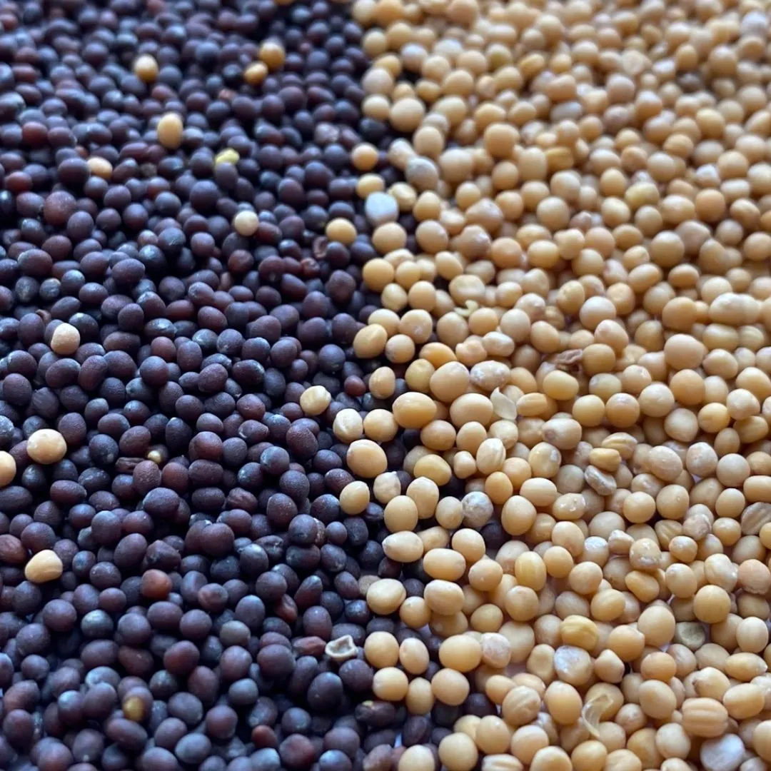 Mustard Seed, Yellow