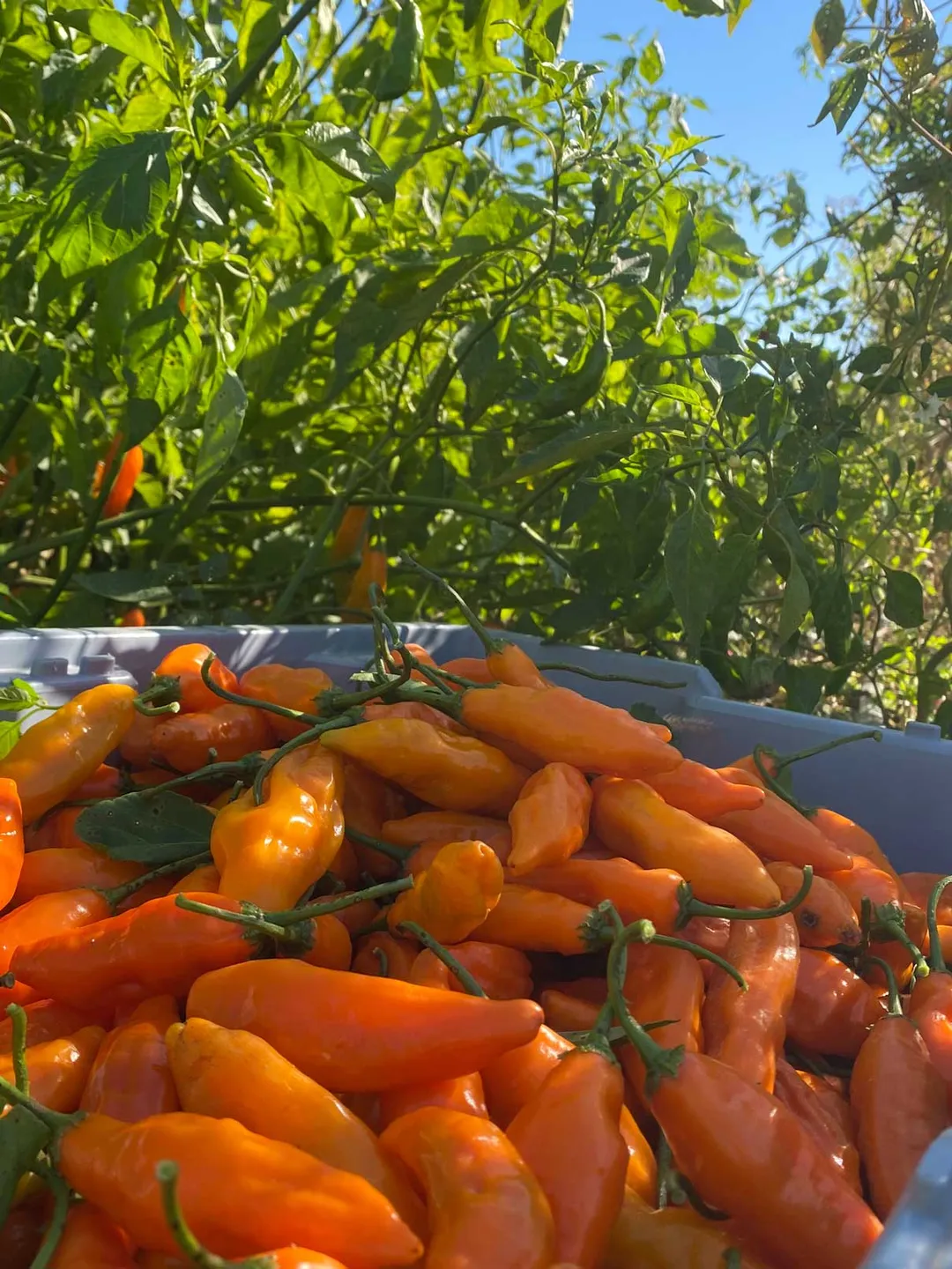 Aji Mango Hot Sauce - 6pk