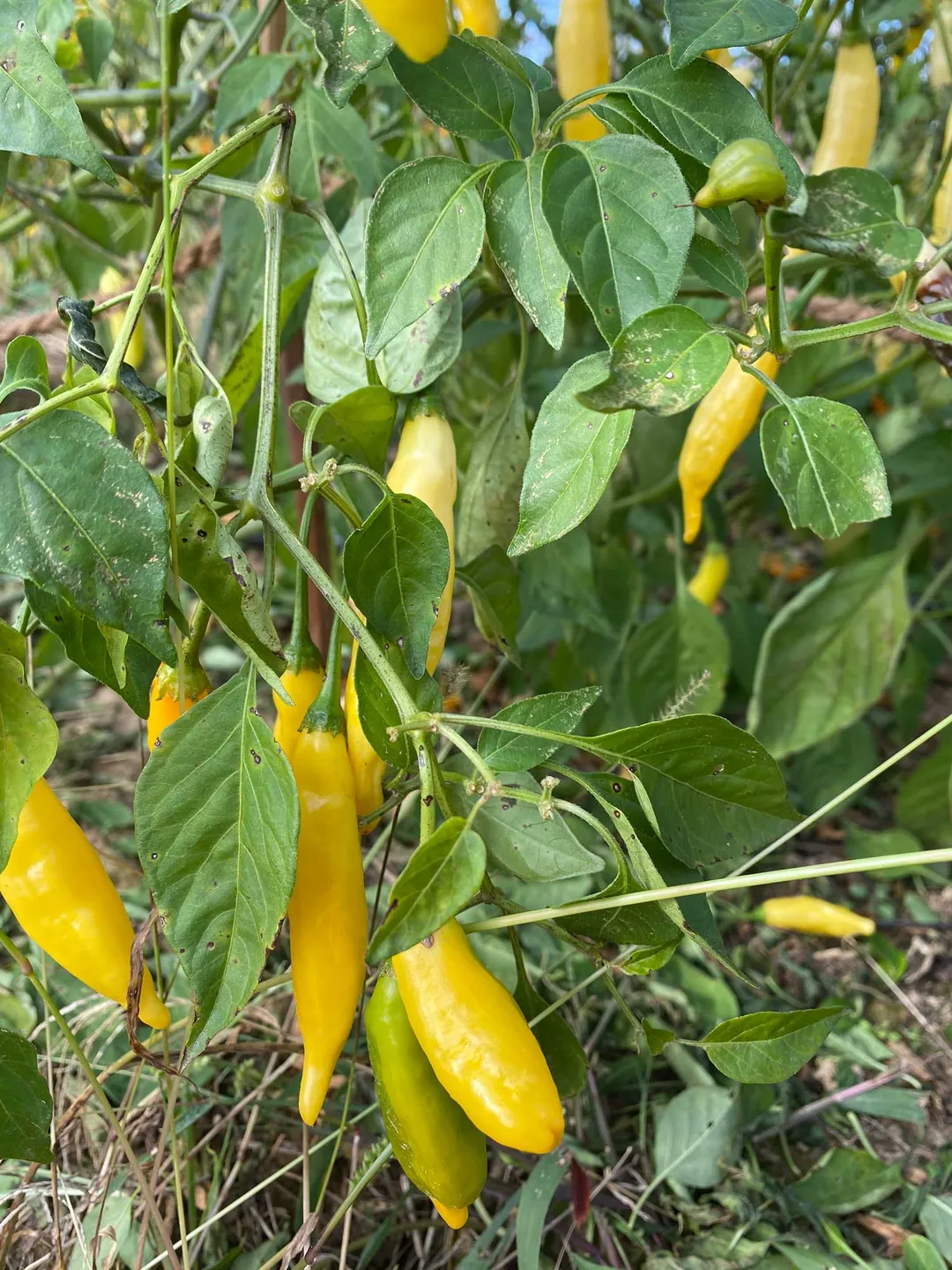 Aji Mango Hot Sauce - 6pk