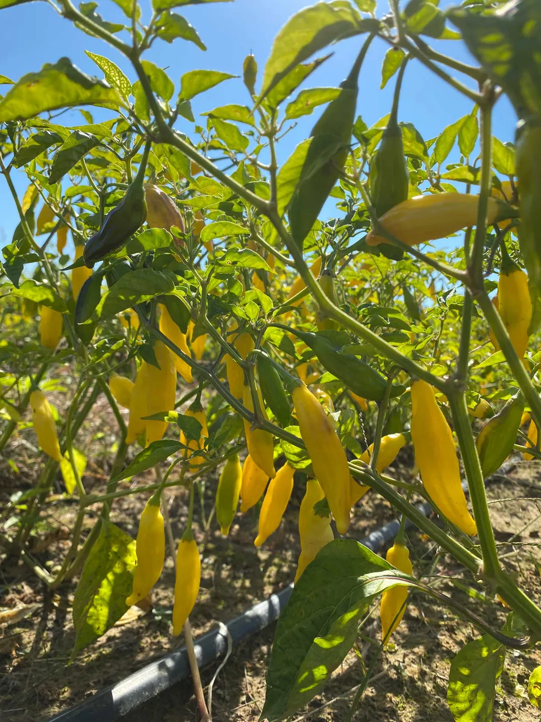 Aji Peach Hot Sauce - 6pk