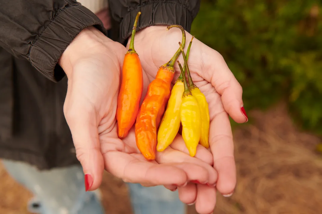 Aji Mango Hot Sauce - 6pk