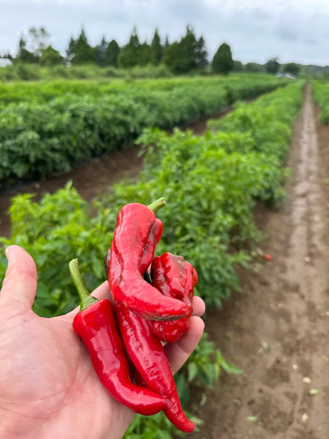 Tesuque Hot Sauce - 6pk