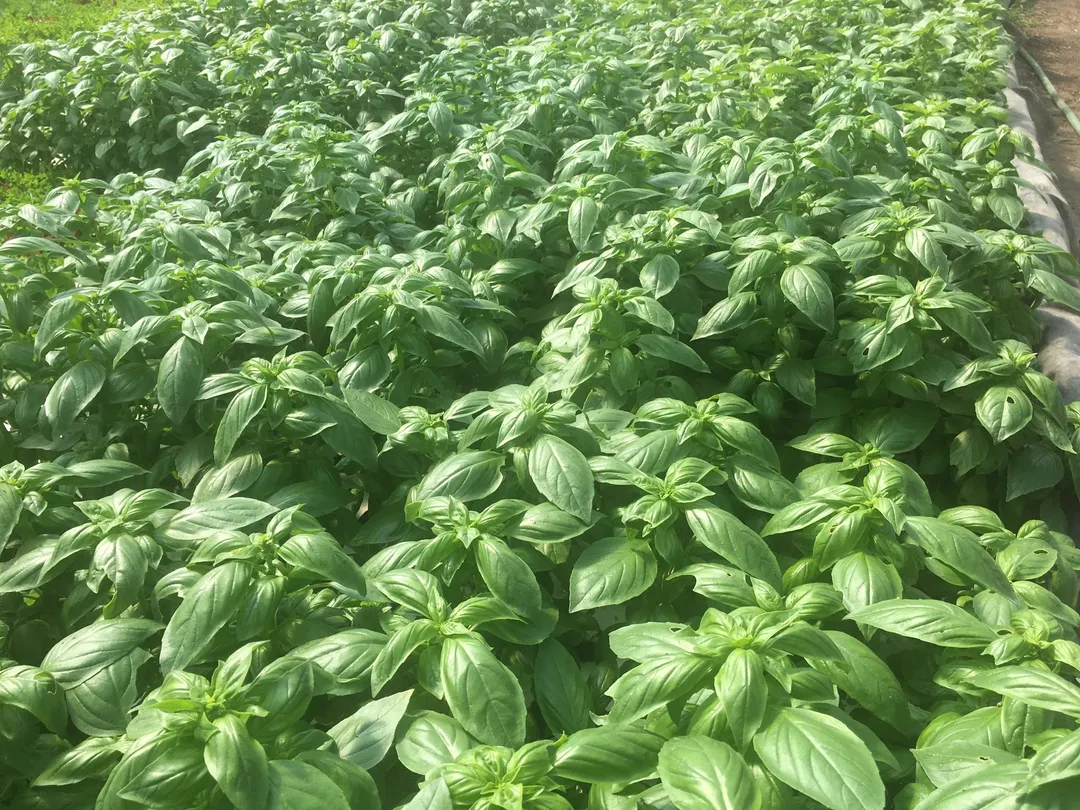 Cordial (Syrup) - Basil