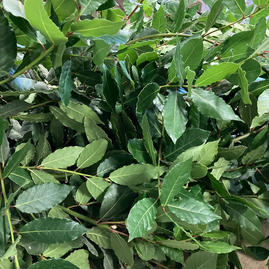 Cordial (Syrup) - Bay Laurel