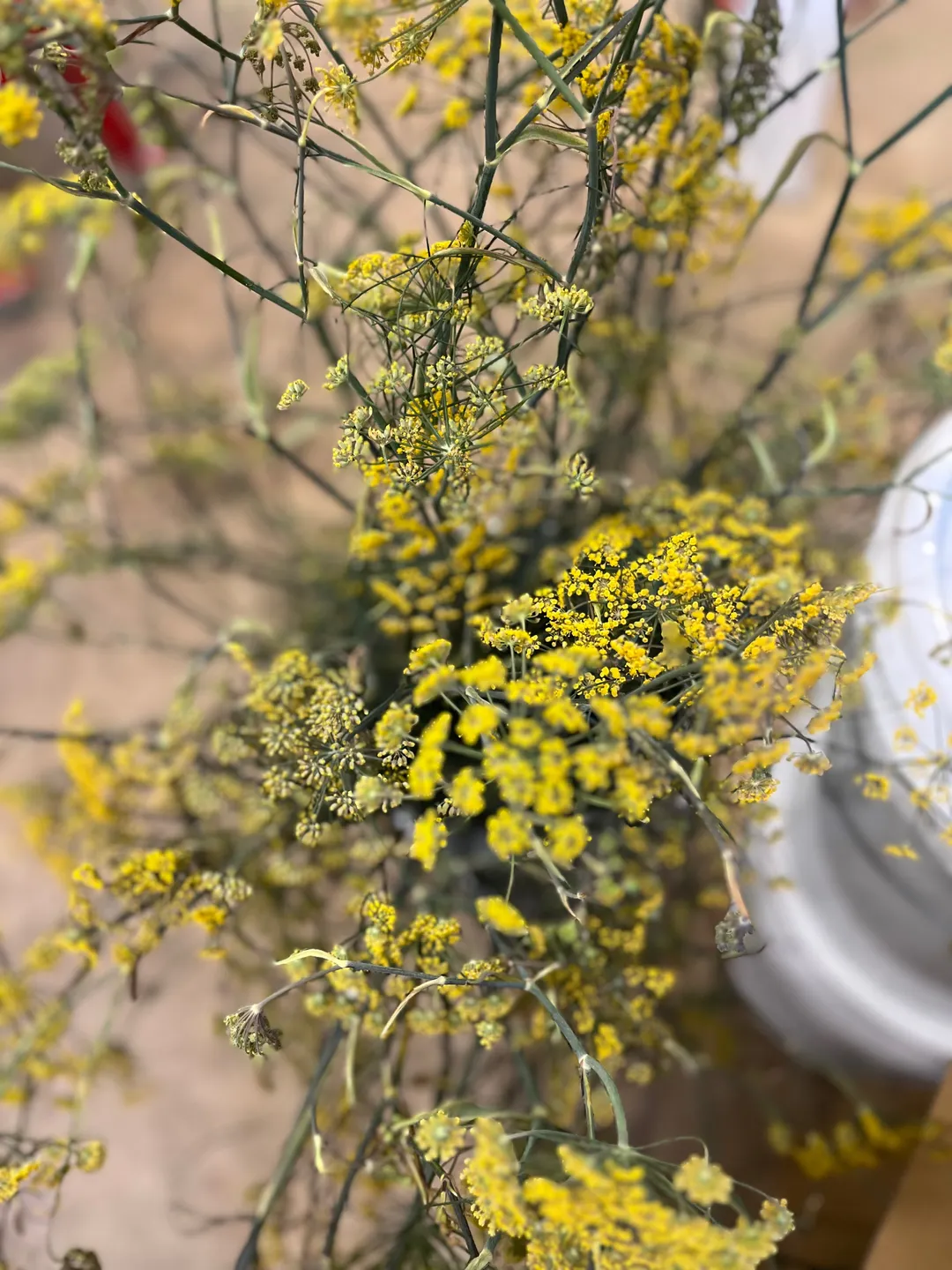 Cordial (Syrup) - Fennel