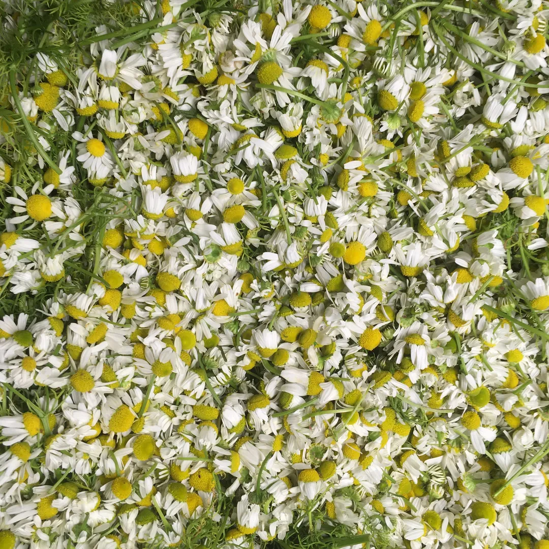 Cordial (Syrup) - Chamomile