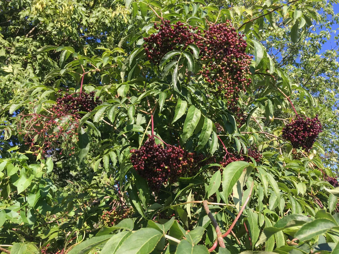 Cordial (Syrup) - Elder Honey Syrup