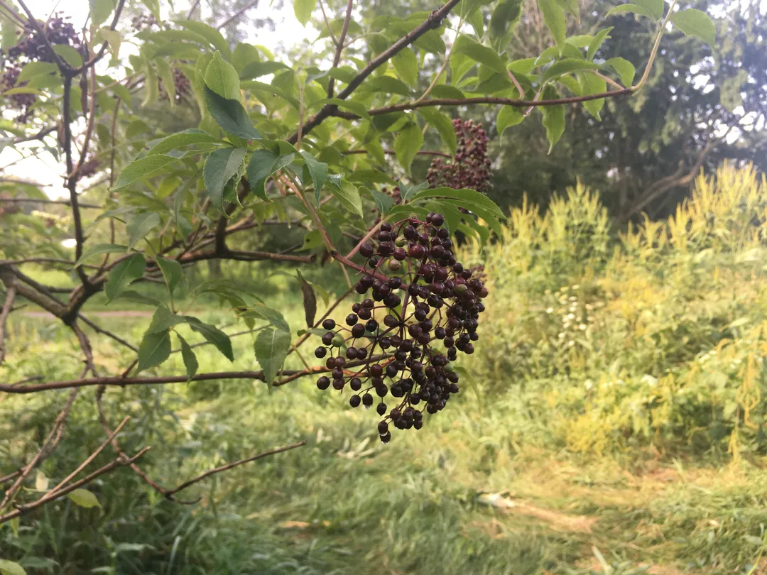 Cordial (Syrup) - Spiced Elderberry