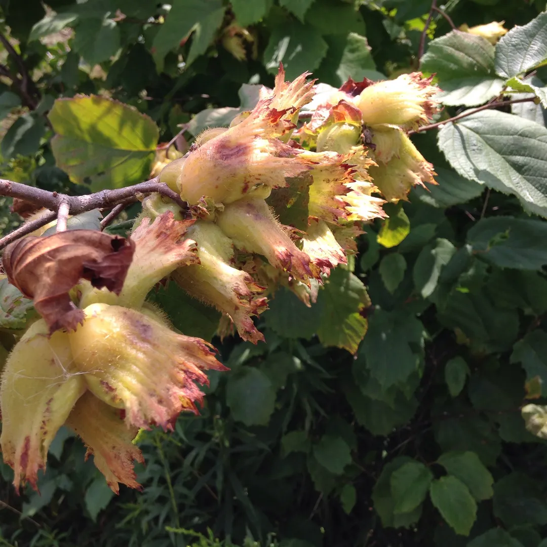 Cordial (Syrup) - Hazelnut