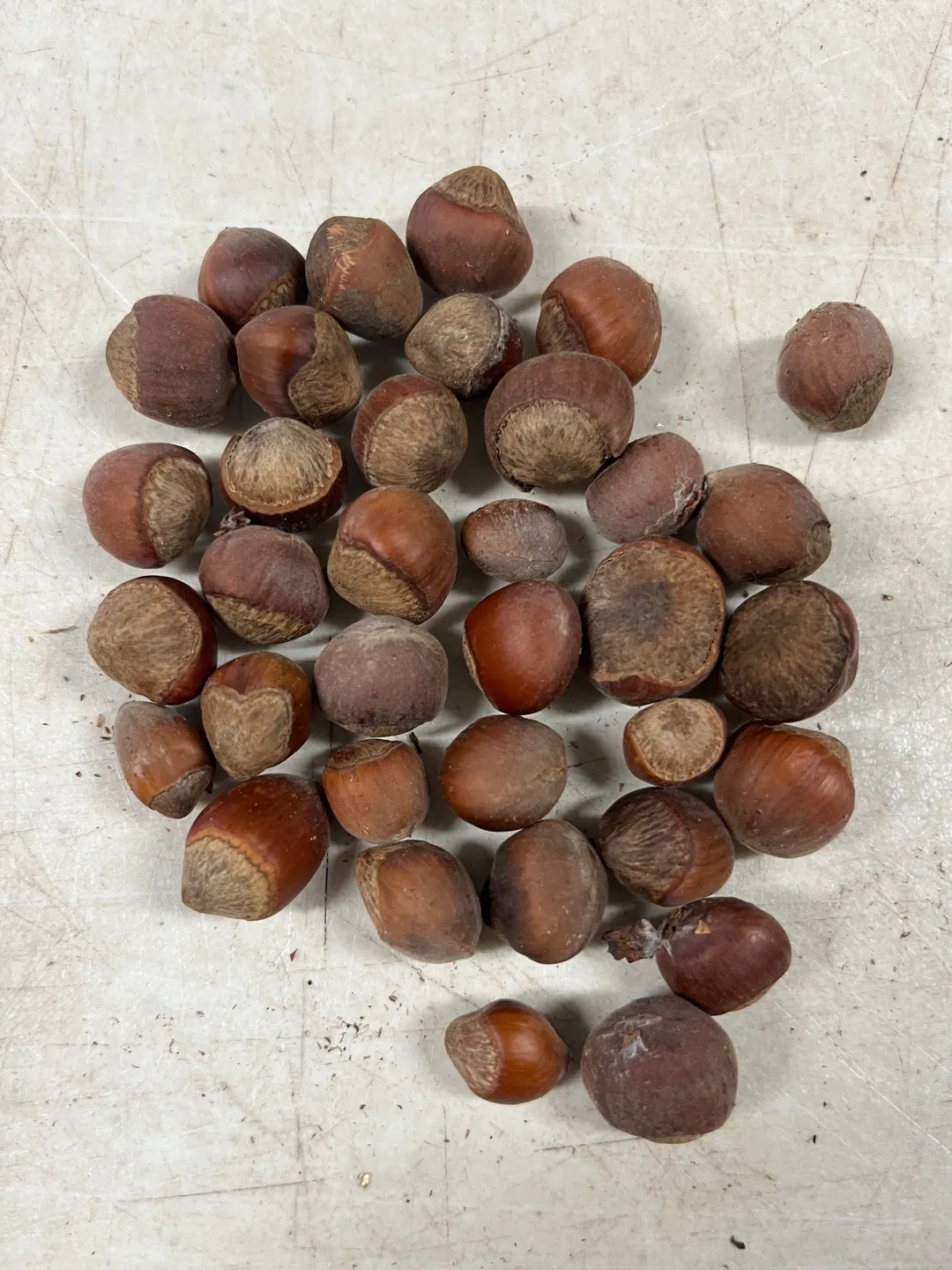 Cordial (Syrup) - Hazelnut