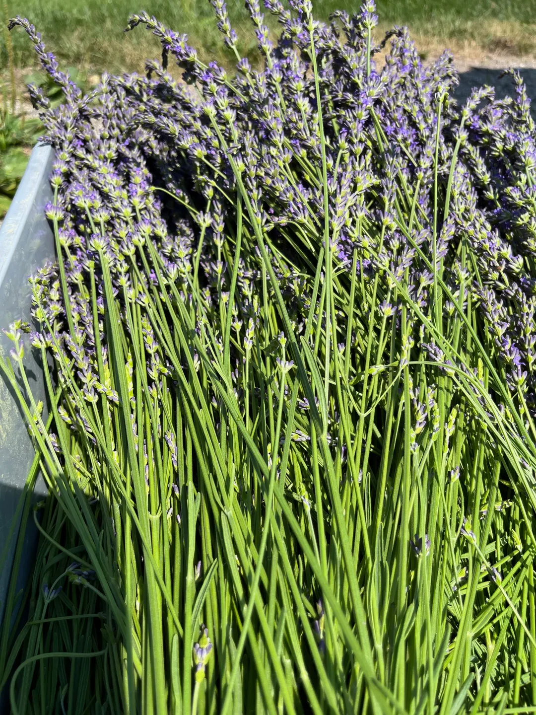 Cordial (Syrup) - Lavender Blueberry